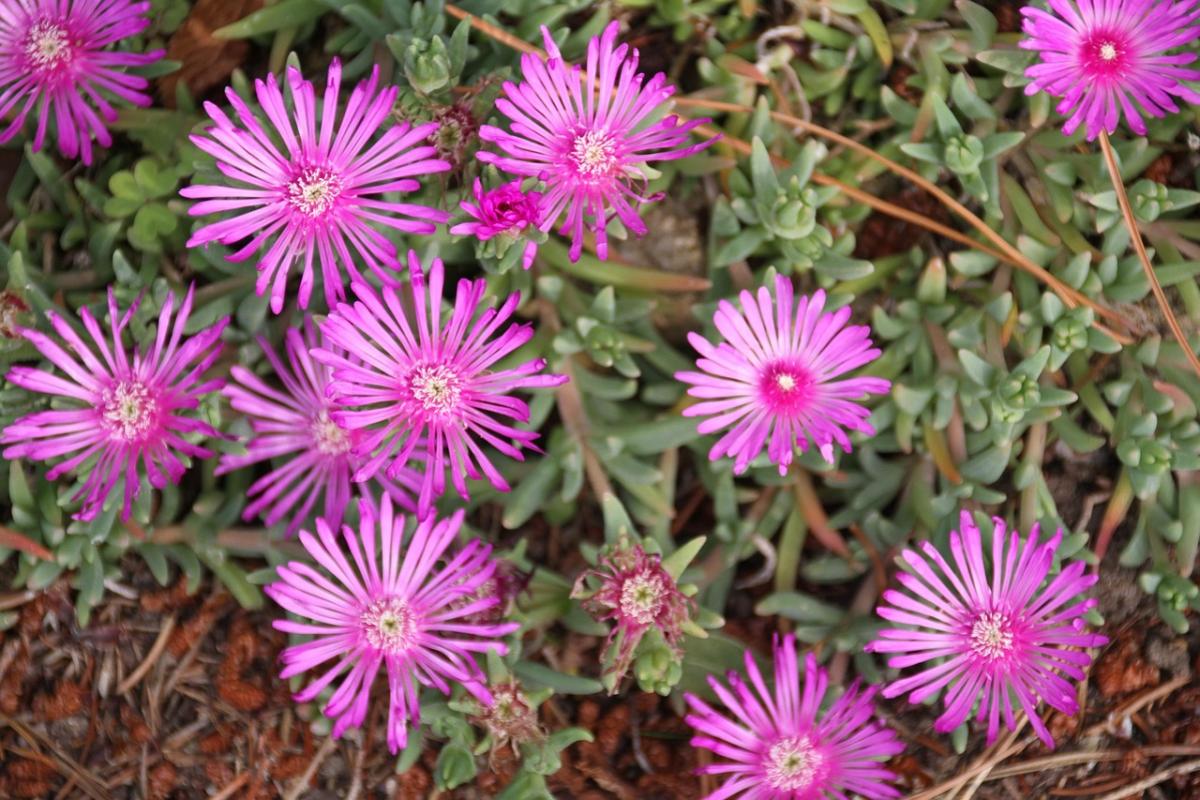 ดอกไม้อะไรที่จะปลูกบนหลุมศพ / ภาพถ่าย pexels.com