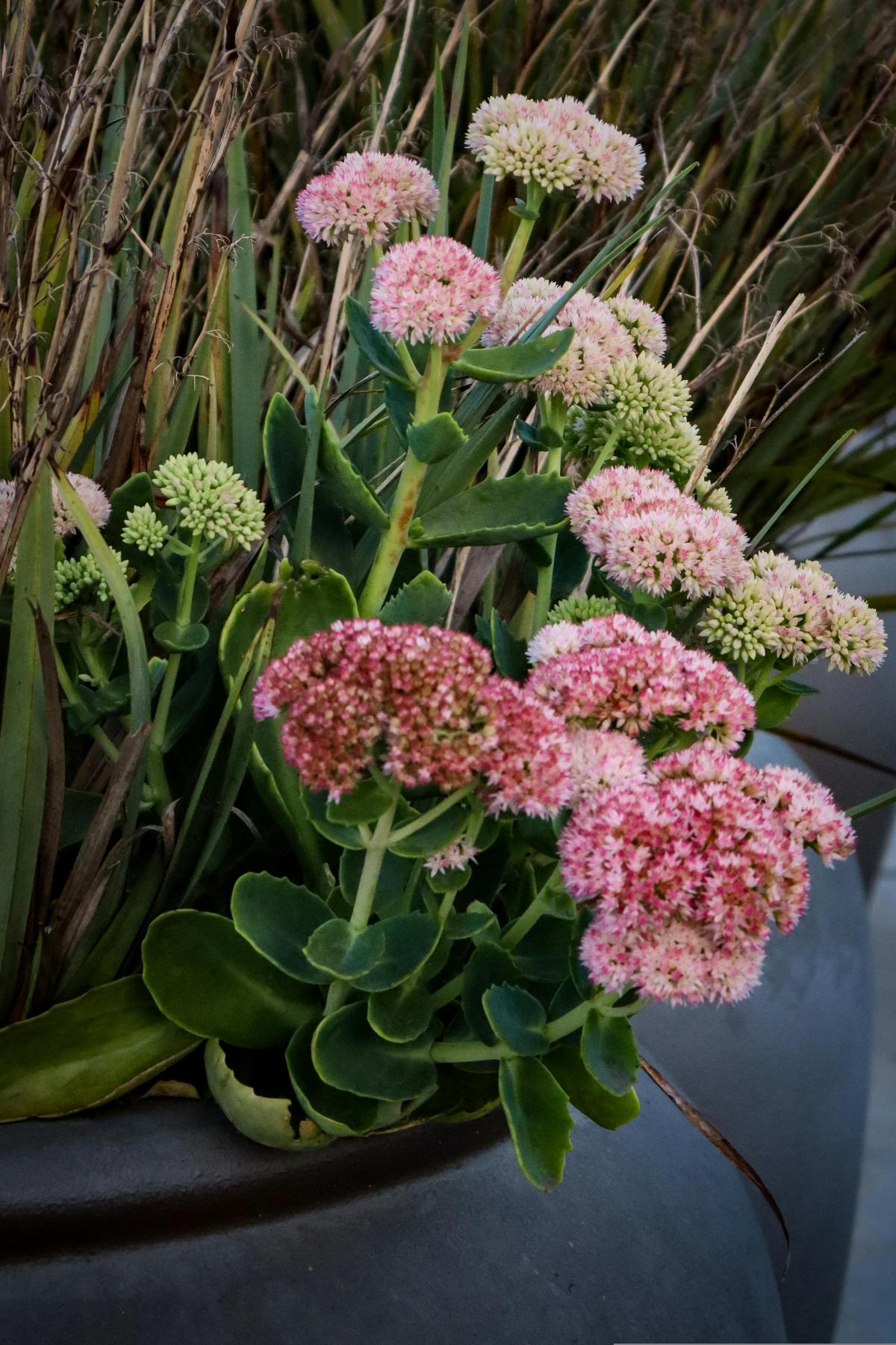 ดอกไม้อะไรที่จะปลูกในสุสานเพื่อให้บานสะพรั่งตลอดฤดูร้อน / รูปภาพ pexels.com