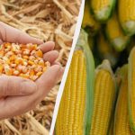 ช่วงเวลาที่ดีที่สุดในการหว่านข้าวโพดในปี 2568 อย่าพลาด ช่วงเวลาที