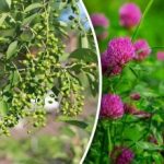 และคุณไม่จำเป็นต้องมีการพยากรณ์อากาศ: พืชชนิดใดที่สื่อถึงฝน และคุณไม่จ