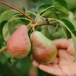 วิธีตัดลูก