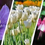 ผู้เชี่ยวช