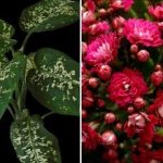 ต้นไม้ในร่