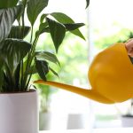 ดอกลิลลี่ส