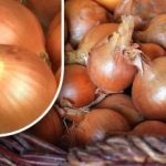 วิธีเก็บรักษาหัวหอมไม่ให้งอกจนถึงฤดูร้อน คนสวนเผยวิธีง่ายๆ วิธีเก็บรั