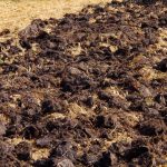 การเก็บเกี่ยวจะมีขนาดใหญ่เป็นสองเท่า: ชาวสวนที่มีประสบการณ์ใช้ปุ๋ยชนิดใดในฤดูใบไม้ร่วง การเก็บเกี