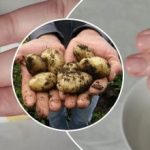 สิ่งสกปรกบ