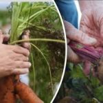 วันที่ดี: เมื่อใดที่จะขุดแครอทและหัวบีทตามปฏิทินจันทรคติปี 2568 วันที่ดี: